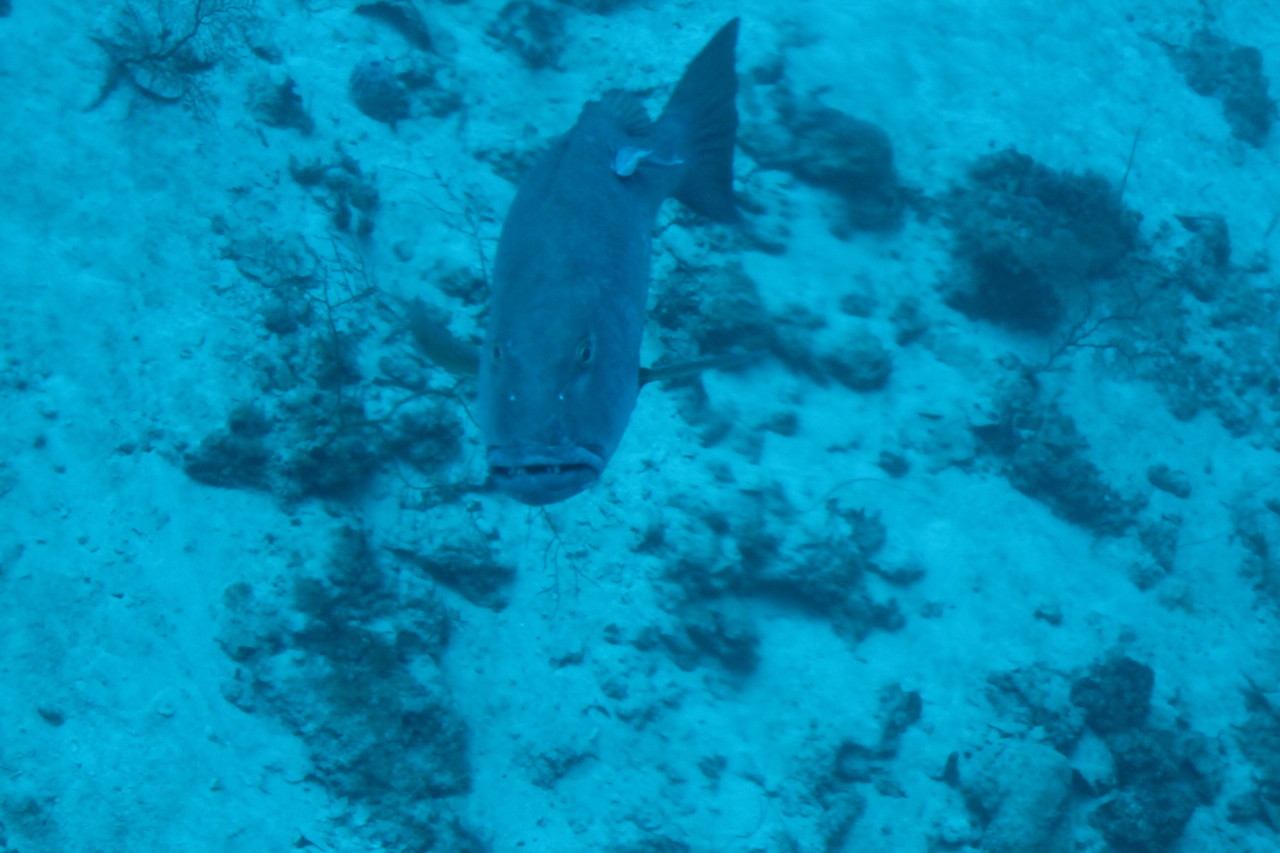 Scaled image IMG_1553.JPG 