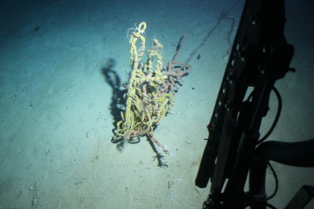 Scaled image IMG_1580.JPG 