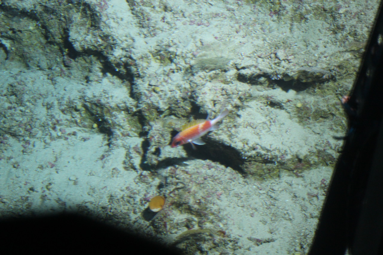 Scaled image IMG_1595.JPG 