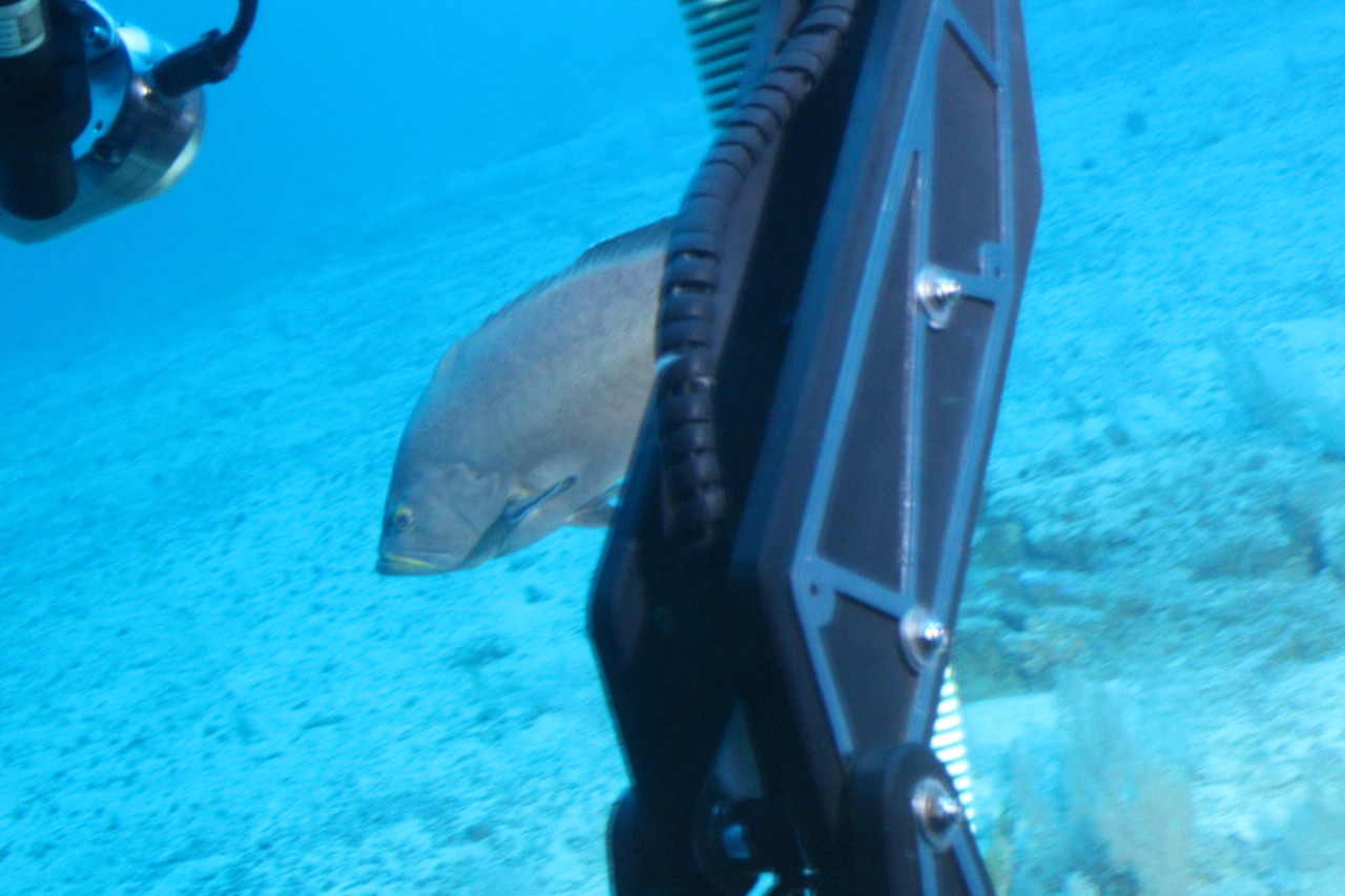 Scaled image IMG_1599.JPG 