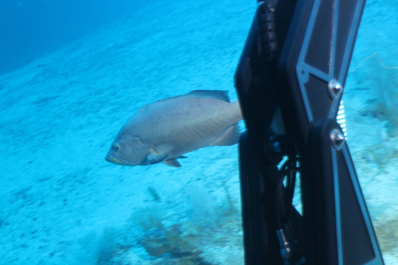 Scaled image IMG_1600.JPG 