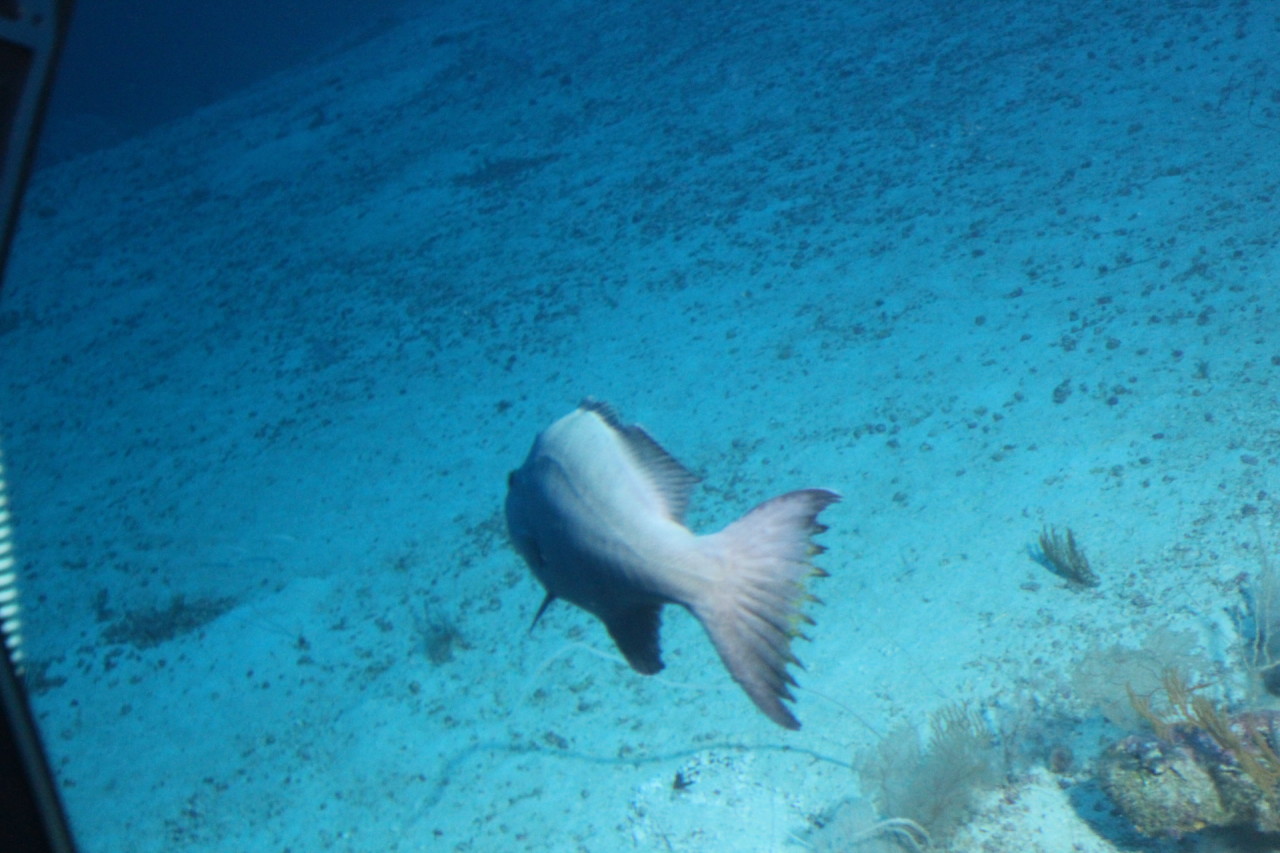 Scaled image IMG_1601.JPG 