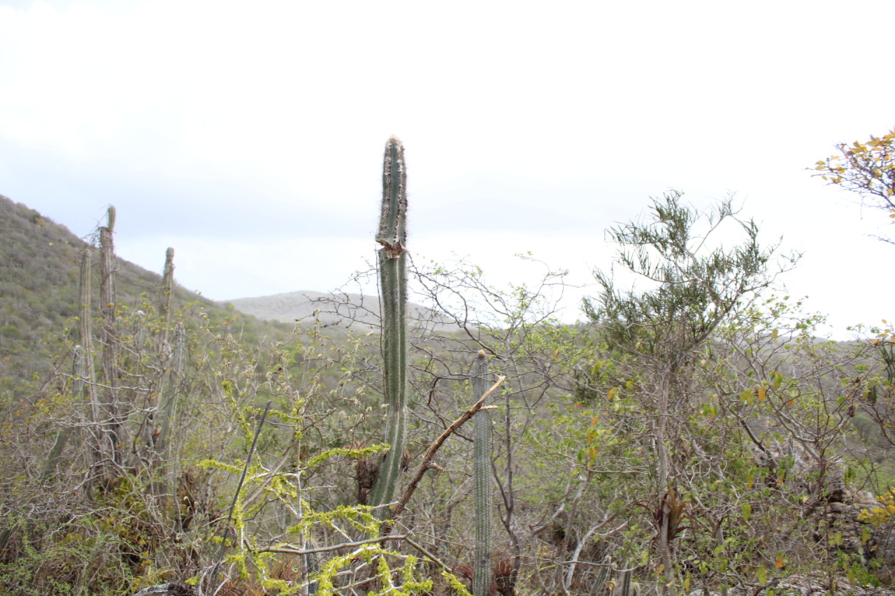 Scaled image IMG_1698.JPG 