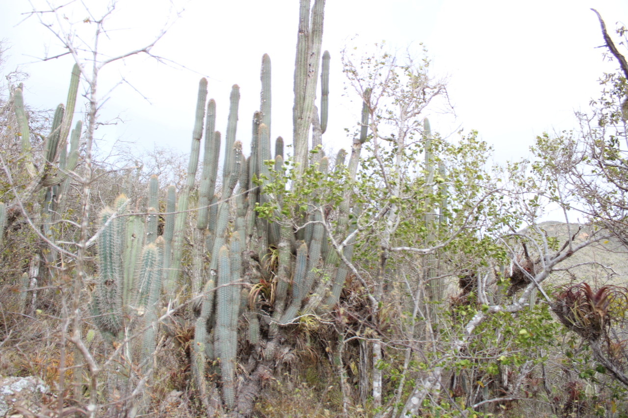 Scaled image IMG_1699.JPG 