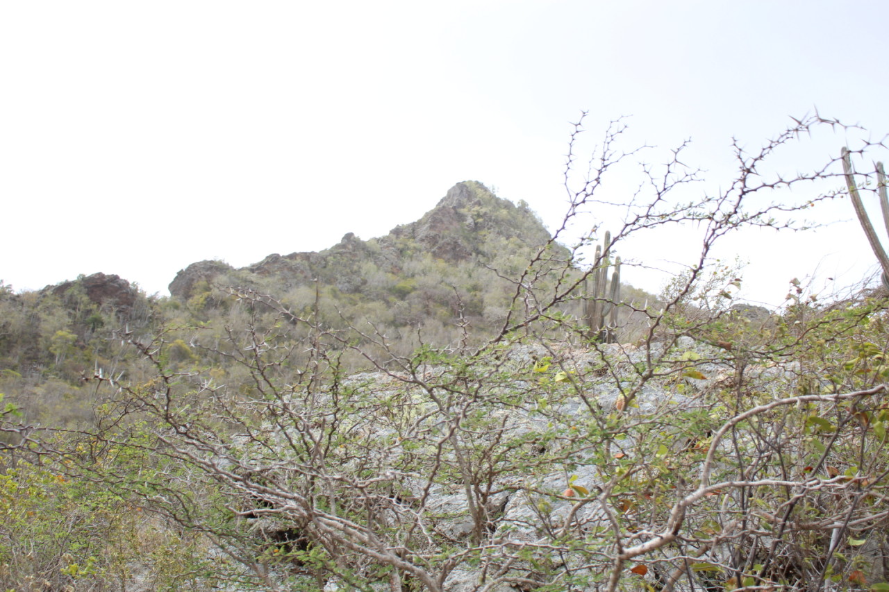 Scaled image IMG_1703.JPG 