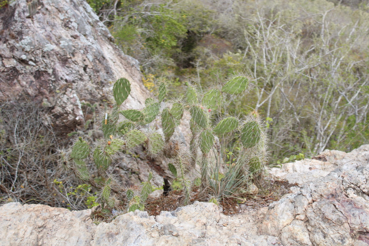 Scaled image IMG_1718.JPG 