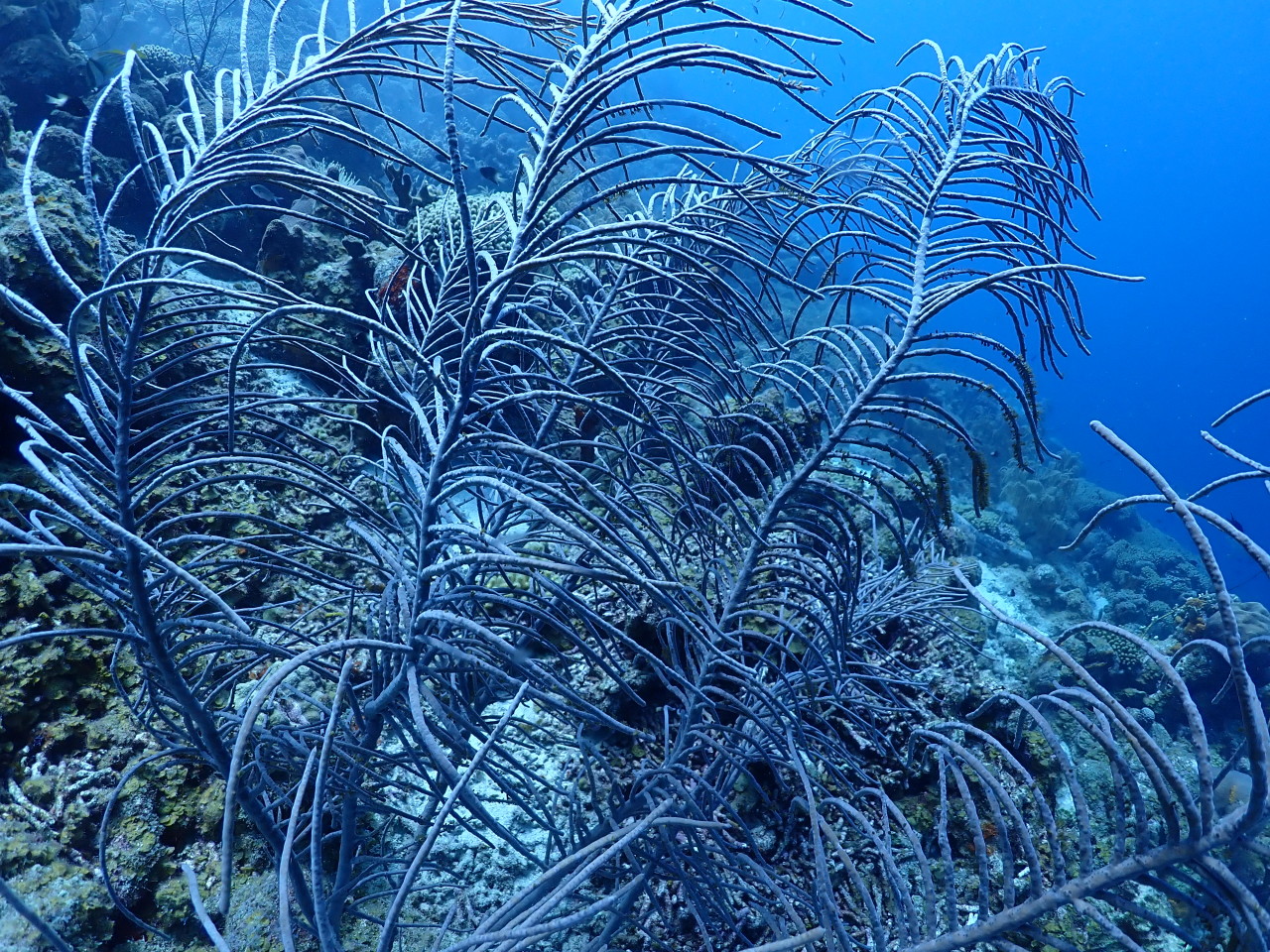 Scaled image S1200030.JPG 