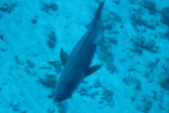 Thumbnail IMG_1556.JPG 