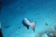 Thumbnail IMG_1601.JPG 