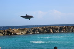 Thumbnail IMG_1648.JPG 