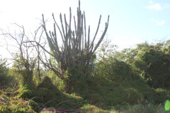 Thumbnail IMG_1682.JPG 