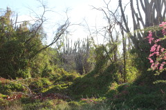 Thumbnail IMG_1683.JPG 