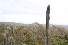 Thumbnail IMG_1701.JPG 