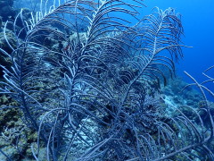 Thumbnail S1200030.JPG 