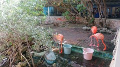 Thumbnail klein.DSC_1040.JPG 